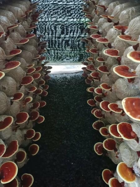 Linh Chi Đỏ giống Nhật nguyên tai 500g