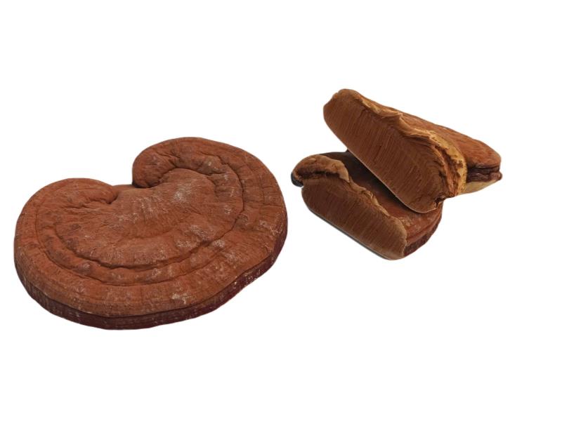 Linh Chi Đỏ giống Nhật nguyên tai 500g