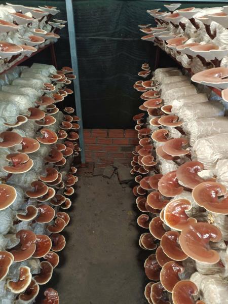 Nấm linh chi đỏ giống Việt cắt lát 250g